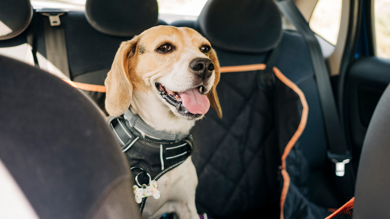 Dog sits happily in the backseat of a car.