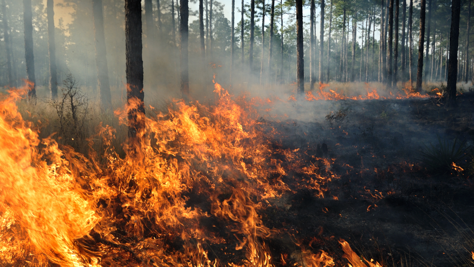A fire quickly spreads across a pine forest floor in the Southeastern United States. 
