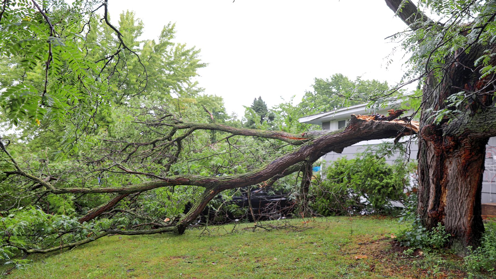 A large hardwood tree that has split and fallen onto a car parked next to a house.