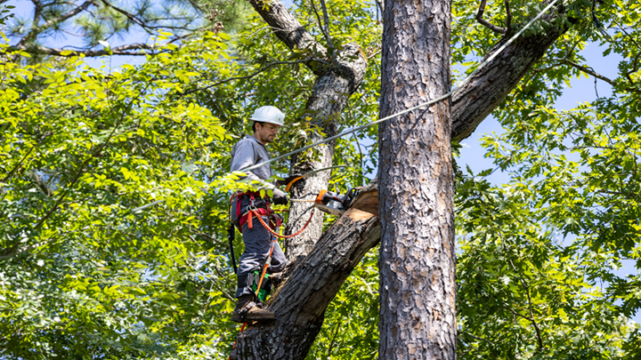 Arborist wearing a hard hat and safety gear, secured with ropes, working high in a large tree to remove weak or overgrown branches and promote the tree’s overall health and stability.