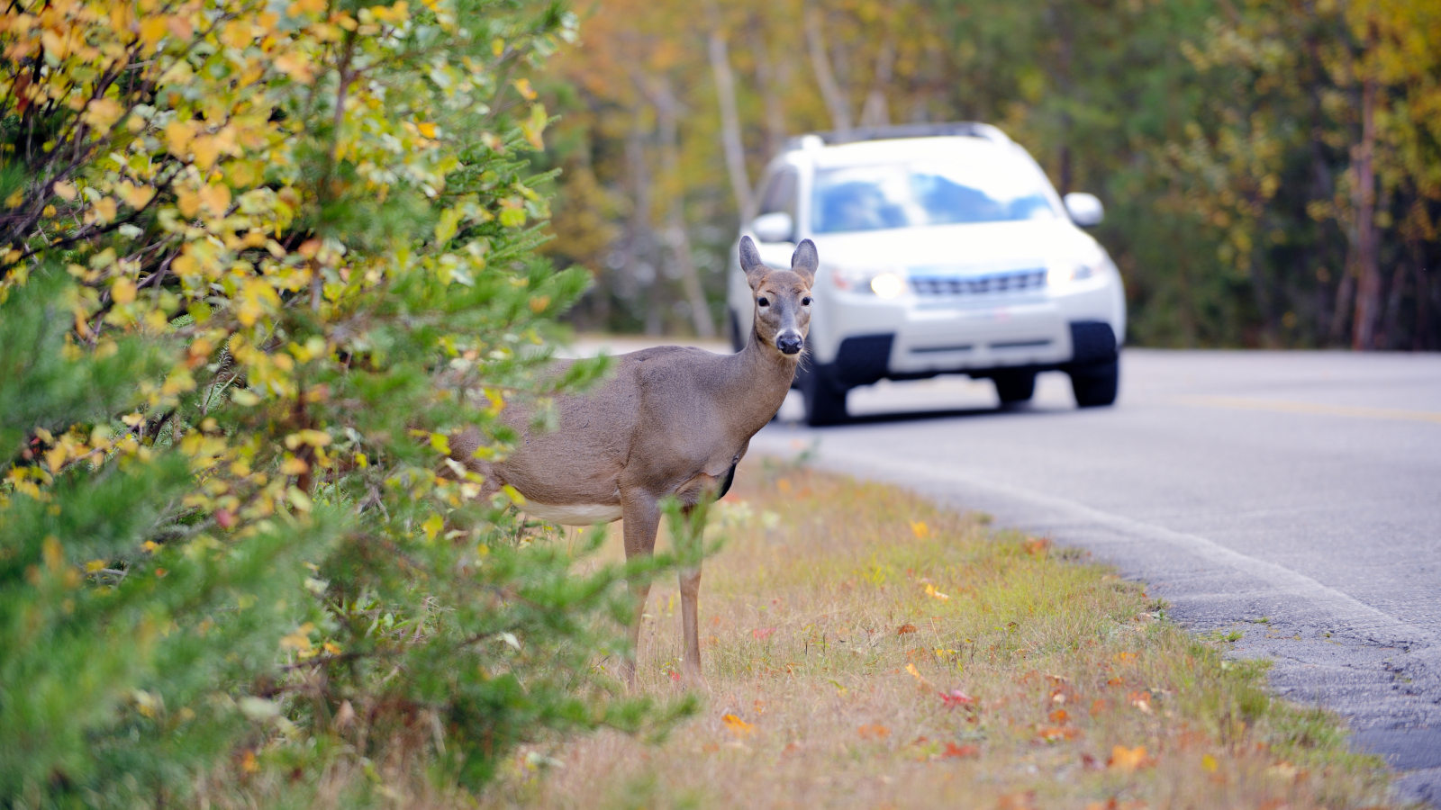 Deer on the side of a rural roadway with car in background.