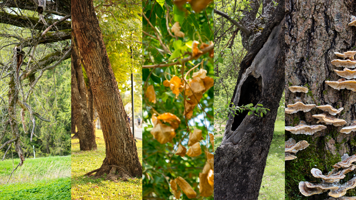 Five-panel image showing warning signs of unsafe trees, including dead or falling branches, leaning or shifting trunks, leaf or fruit loss, cracks or hollow cavities, and fungal growth at the base.